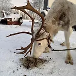 Lejlighed Hulppea Merenranta Hirsitalo *